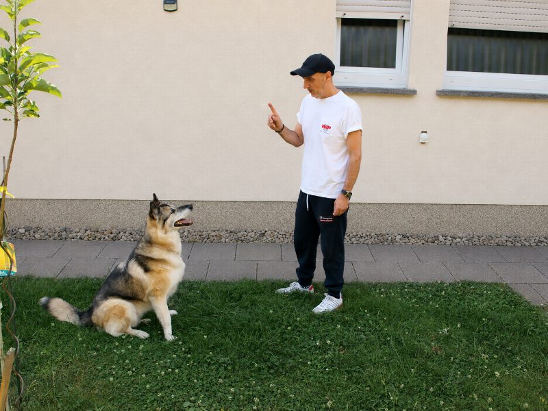 Training mit Hund