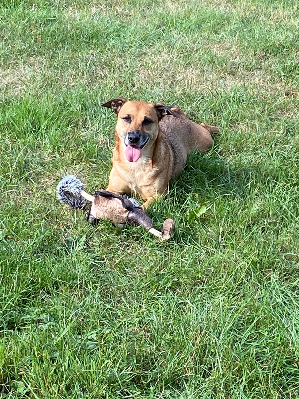 Dogwalking