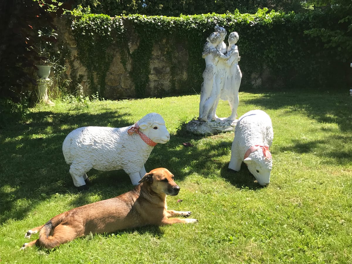 Hundetraining